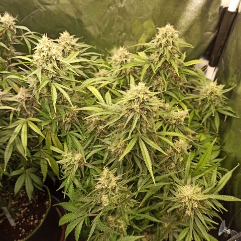 Zkittlez OG Auto  growlog timeline photo