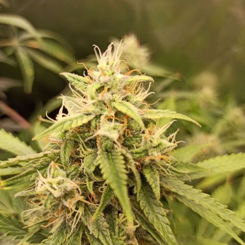 Zkittlez OG Auto  growlog timeline photo