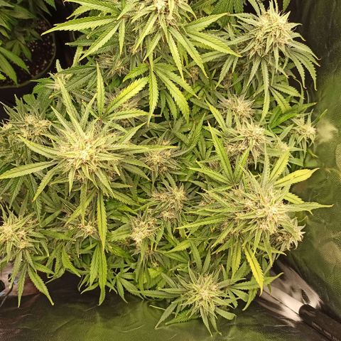 Zkittlez OG Auto  growlog timeline photo