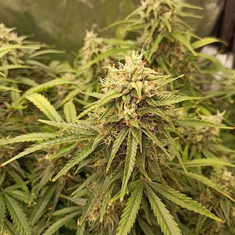 Zkittlez OG Auto  growlog timeline photo