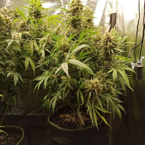 Zkittlez OG Auto  growlog timeline photo