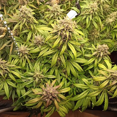 CBDV Auto growlog timeline photo