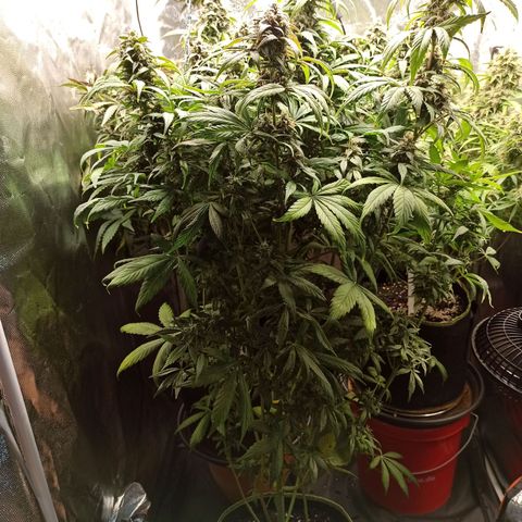 CBDV Auto growlog timeline photo