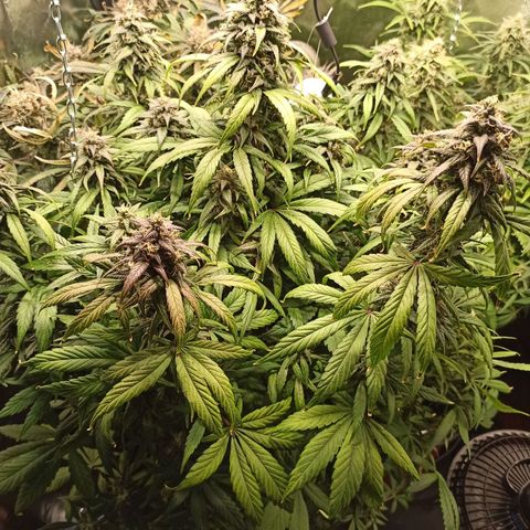 CBDV Auto growlog timeline photo