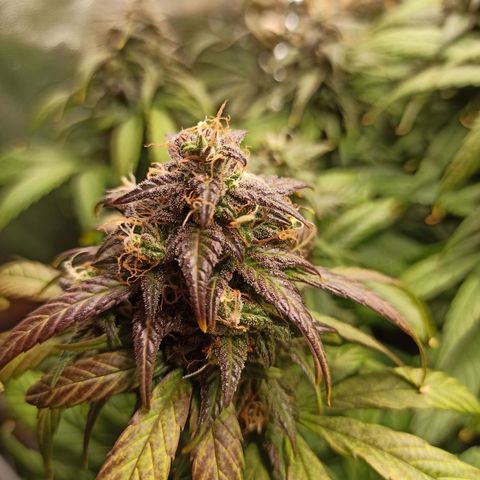 CBDV Auto growlog timeline photo