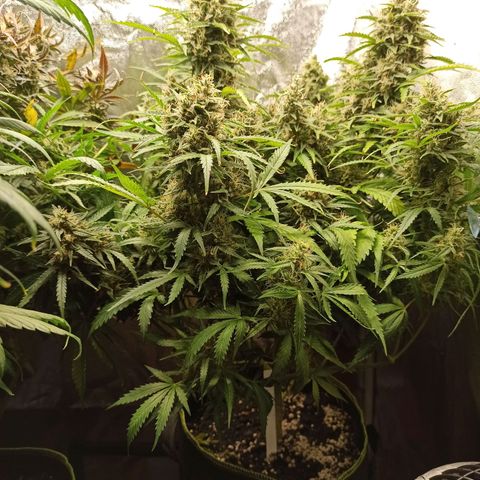 Zkittlez OG Auto  growlog timeline photo
