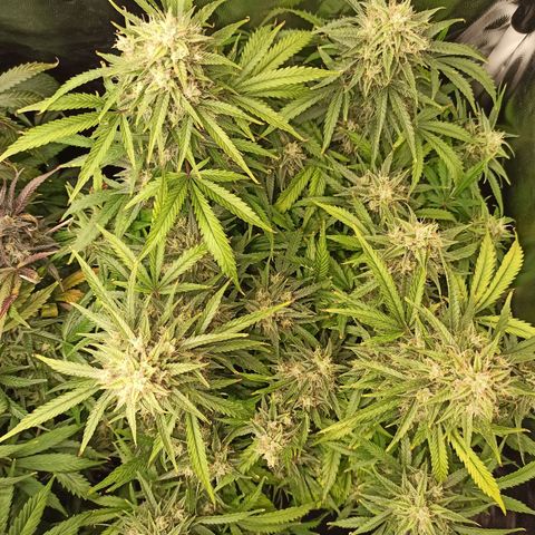Zkittlez OG Auto  growlog timeline photo