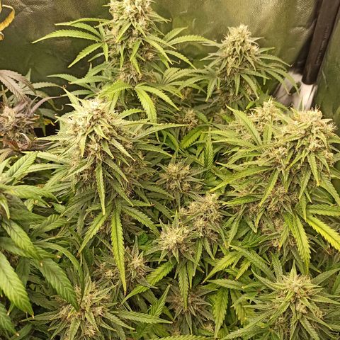 Zkittlez OG Auto  growlog timeline photo