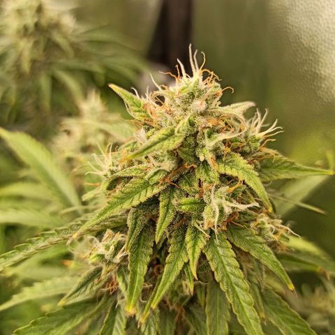 Zkittlez OG Auto  growlog timeline photo