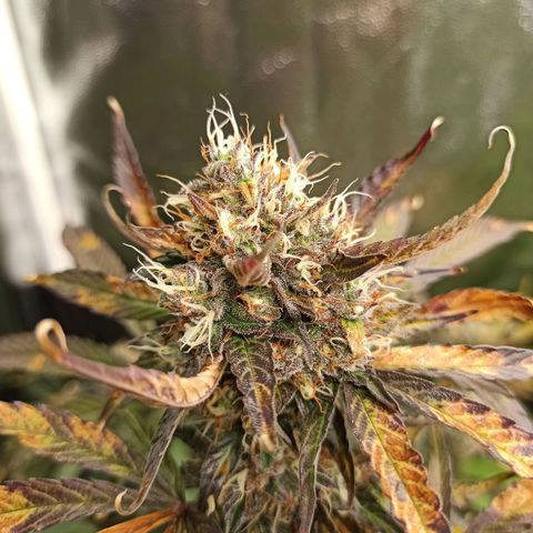 Caramella Auto growlog timeline photo