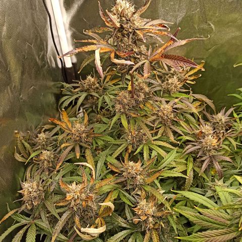 Caramella Auto growlog timeline photo