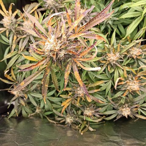 Caramella Auto growlog timeline photo