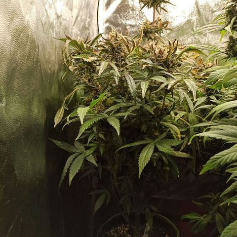 Caramella Auto growlog timeline photo