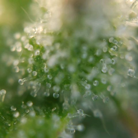 CBDV Auto growlog timeline photo