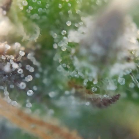 Zkittlez OG Auto  growlog timeline photo