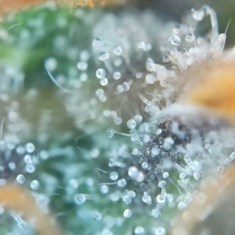 Caramella Auto growlog timeline photo