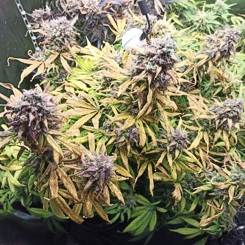 CBDV Auto growlog timeline photo