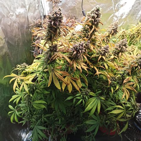 CBDV Auto growlog timeline photo