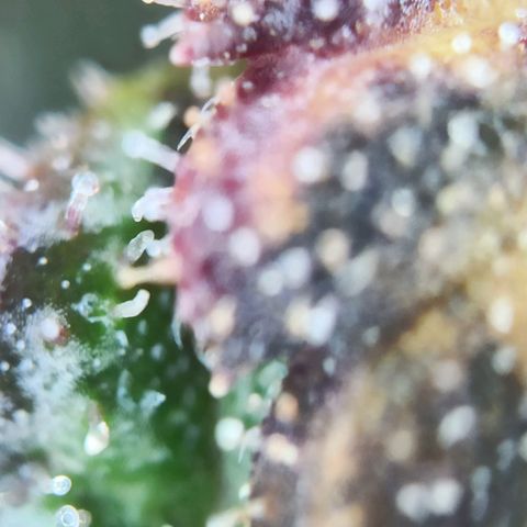 CBDV Auto growlog timeline photo