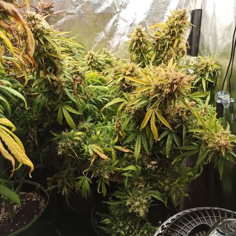 Zkittlez OG Auto  growlog timeline photo