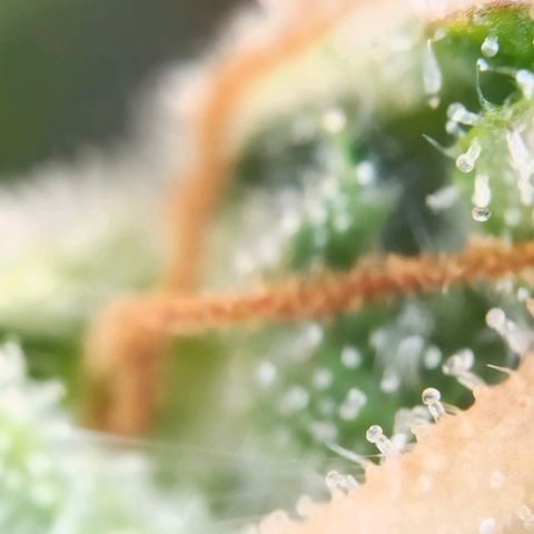 Zkittlez OG Auto  growlog timeline photo