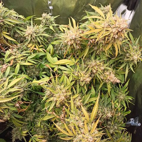 Zkittlez OG Auto  growlog timeline photo