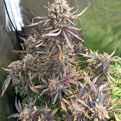 Caramella Auto growlog timeline photo