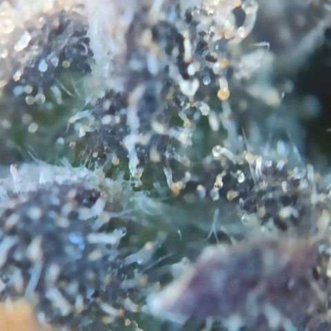 Caramella Auto growlog timeline photo