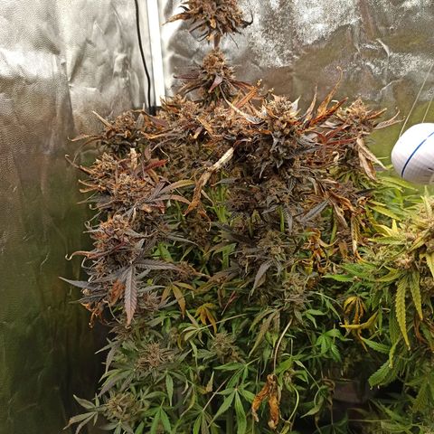 Caramella Auto growlog timeline photo
