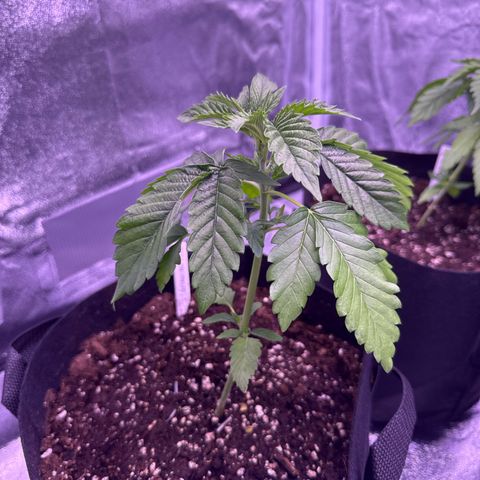 Mandarine Jam  growlog timeline photo