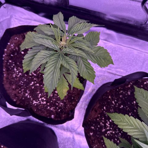 Jamaican Pearl #1 growlog timeline photo