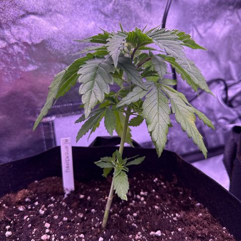 Jamaican Pearl #1 growlog timeline photo