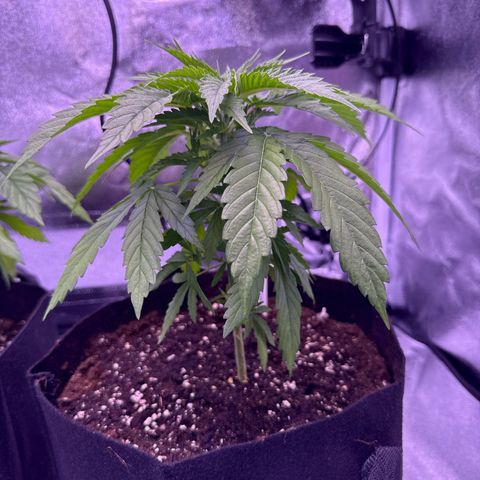 Jamaican Pearl #2 growlog timeline photo
