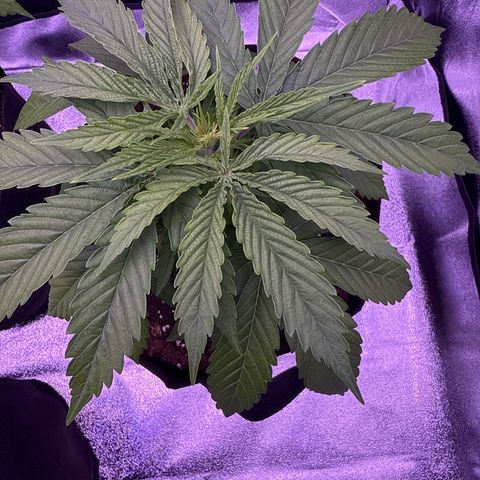 Jamaican Pearl #2 growlog timeline photo