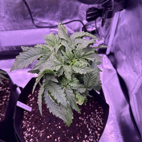 Mandarine Jam  growlog timeline photo