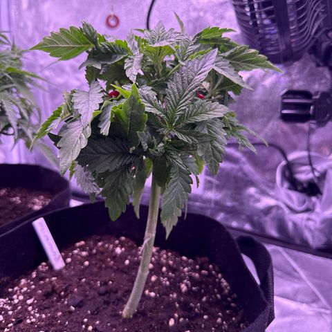 Mandarine Jam  growlog timeline photo