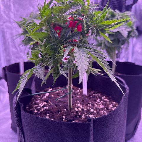 Jamaican Pearl #1 growlog timeline photo