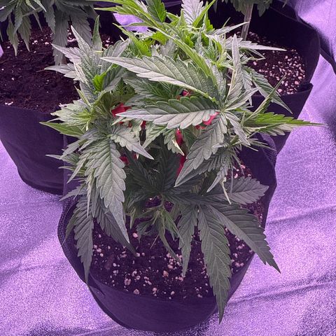 Jamaican Pearl #1 growlog timeline photo