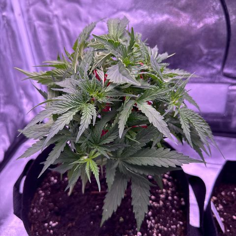 Jamaican Pearl #2 growlog timeline photo