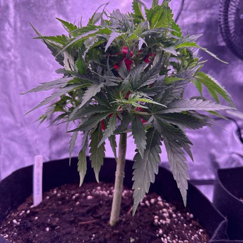 Jamaican Pearl #2 growlog timeline photo
