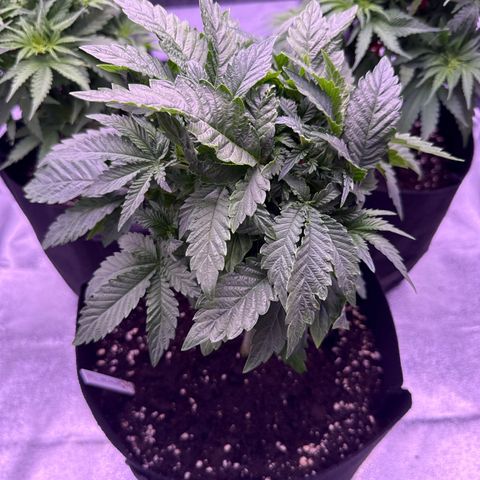 Mandarine Jam  growlog timeline photo