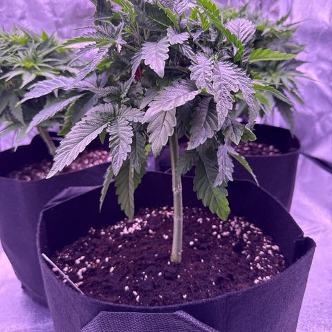 Mandarine Jam  growlog timeline photo