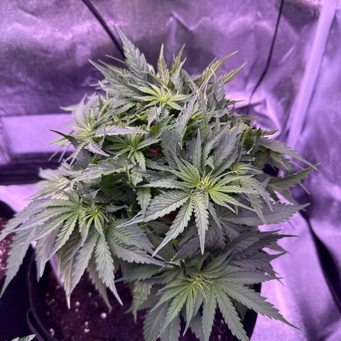Jamaican Pearl #2 growlog timeline photo