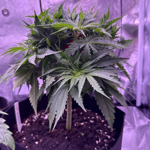 Jamaican Pearl #2 growlog timeline photo