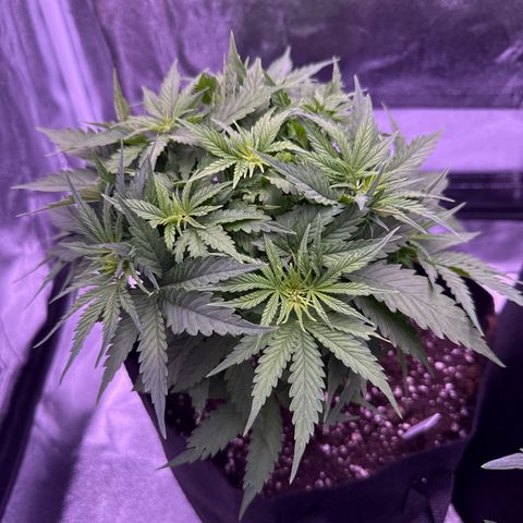 Jamaican Pearl #1 growlog timeline photo