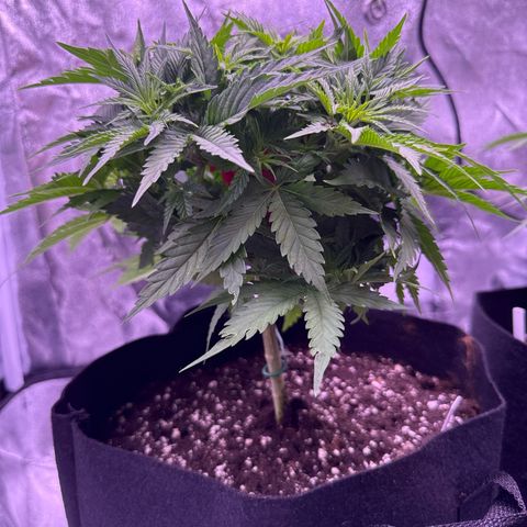 Jamaican Pearl #1 growlog timeline photo