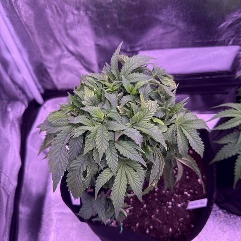 Mandarine Jam  growlog timeline photo