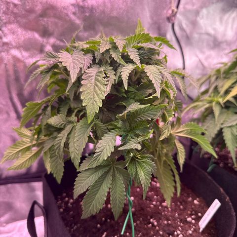 Mandarine Jam  growlog timeline photo