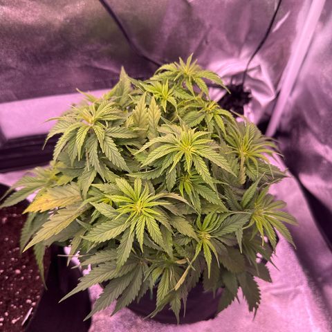 Jamaican Pearl #1 growlog timeline photo