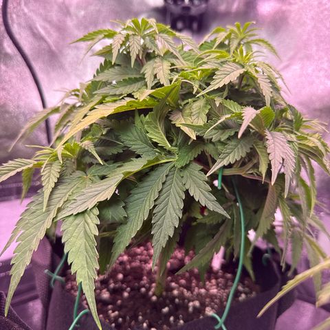 Jamaican Pearl #1 growlog timeline photo
